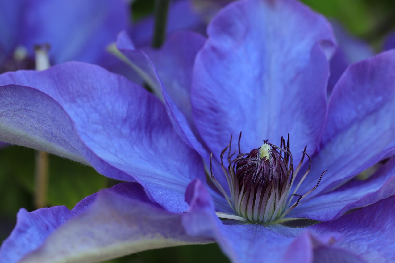 Close-up of vibrant flower petals and textures